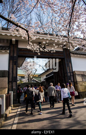 Kirschblüte, Tayasu Tor, Kitanomaru-Park, Kaiserpalast Tokio, Chiyoda-Ku, Tokyo, Japan Stockfoto