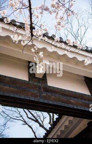 Kirschblüte, Tayasu Tor, Kitanomaru-Park, Kaiserpalast Tokio, Chiyoda-Ku, Tokyo, Japan Stockfoto