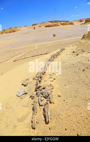 Dorudon Atrox Wal. Tal der Wale westliche Wüste - Ägypten (40 Millionen Jahren Fossil) Stockfoto