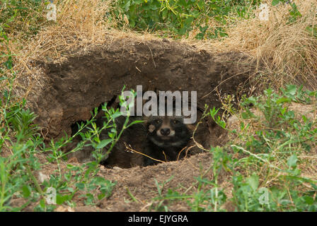 Der Marderhund. (Nyctereutes Procyonoides). Europe.Ukraine.Kharkiv Region. Stockfoto