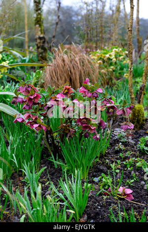 lila Nieswurz Blüte Blumen Allium verlässt Laub Frühling neue Wachstum nachwachsen Mischung Mischbett Grenze RM Floral Stockfoto