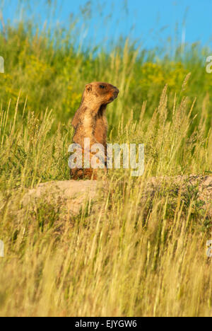 Steppe Murmeltier (Marmota Bobak) Europa, Ukraine, Charkow Gebiet, Stockfoto