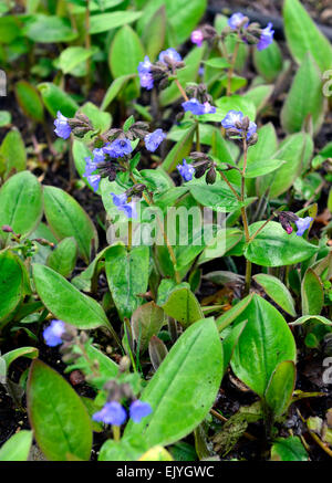 Pulmonaria blue Ensign Lungenkraut Frühlingsblumen blühen Blüte Mischung gemischt Bett Grenze Rm floral Stockfoto