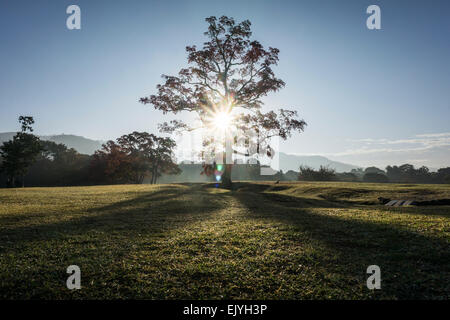 Ein einzelner Baum in einer Wiese Silhouette gegen die Morgensonne in Nara, Japan. Stockfoto