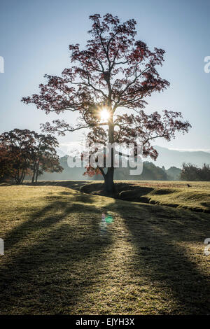 Ein einzelner Baum in einer Wiese Silhouette gegen die Morgensonne in Nara, Japan. Stockfoto