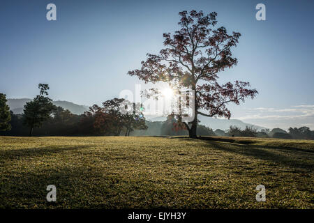 Ein einzelner Baum in einer Wiese Silhouette gegen die Morgensonne in Nara, Japan. Stockfoto