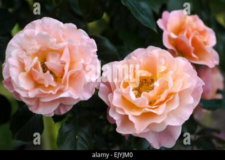 Rosa Marie Curie Stockfoto