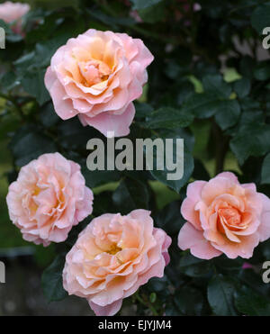 Rosa Marie Curie Stockfoto