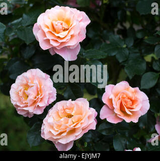 Rosa Marie Curie Stockfoto