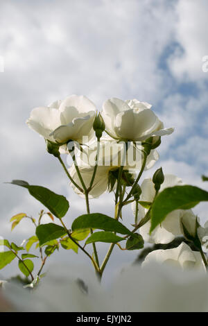 Rosa Schneewittchen oder Rosa Iceberg, weiße Floribunda rose Stockfoto