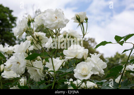 Rosa Schneewittchen oder Rosa Iceberg, weiße Floribunda rose Stockfoto