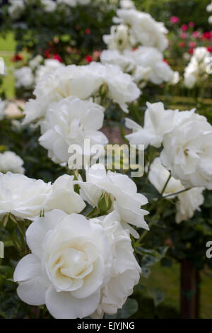 Rosa Schneewittchen oder Rosa Iceberg, weiße Floribunda rose Stockfoto