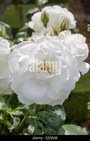 Rosa Schneewittchen oder Rosa Iceberg, weiße Floribunda rose Stockfoto