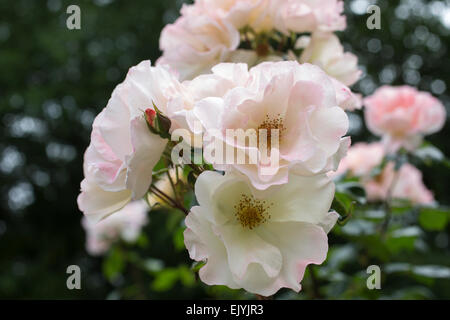 Wind Song rose Stockfoto