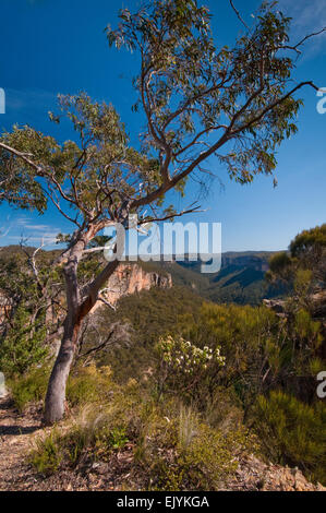 Blick über die Grose Valley in der Nähe von Hanging Rock, Blue Mountains National Park, New-South.Wales, Australien Stockfoto