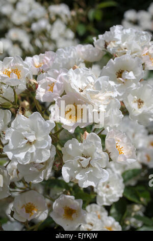 Rosa Poesie, weiße Strauch-rose Stockfoto