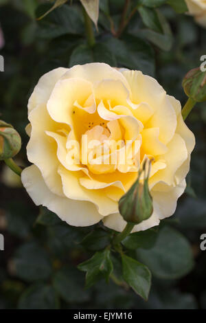 Rosa-Poesie in Bewegung, Harkness Stockfoto