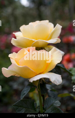 Rosa-Poesie in Bewegung, Harkness Stockfoto