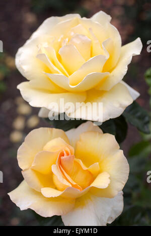 Rosa-Poesie in Bewegung, Harkness Stockfoto