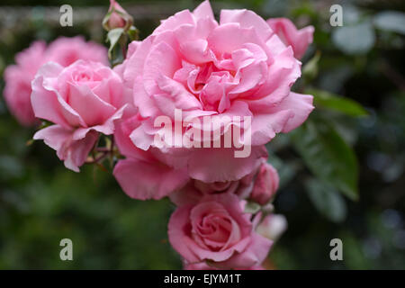 Rosa rosa Mantel Stockfoto