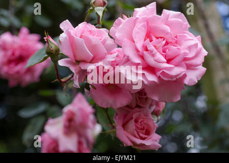 Rosa rosa Mantel Stockfoto