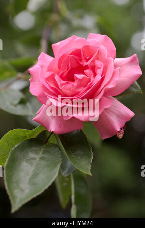 Rosa rosa Mantel Stockfoto