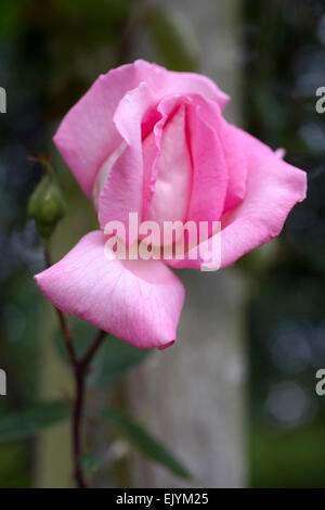 Rosa rosa Mantel Stockfoto