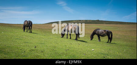 Drei Ponys Weiden auf schönen Exmoor hills Stockfoto