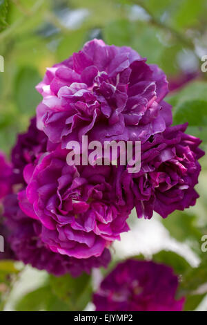 Rosa Bleu Magenta, rambling rose Stockfoto