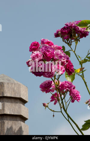 Rosa Bleu Magenta, rambling rose Stockfoto