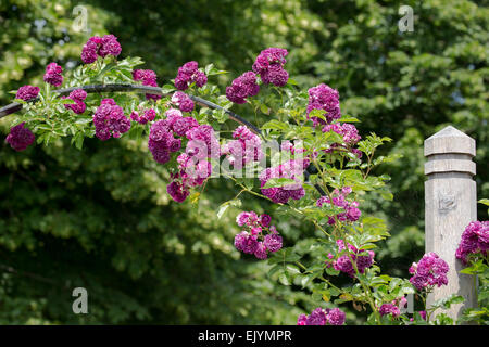 Rosa Bleu Magenta, rambling rose Stockfoto