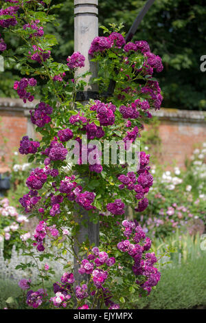 Rosa Bleu Magenta, rambling rose Stockfoto