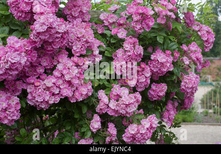 Rosa Mrs. F. W. Flight, Rambler Stockfoto