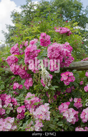 Rosa Mrs. F. W. Flight, Rambler Stockfoto