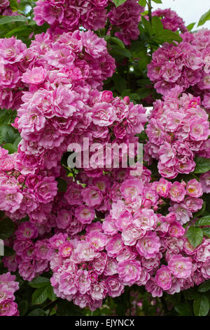 Rosa Mrs. F. W. Flight, Rambler Stockfoto