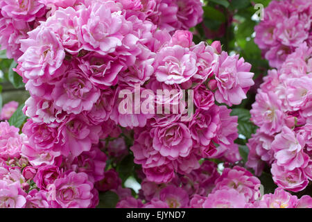 Rosa Mrs. F. W. Flight, Rambler Stockfoto