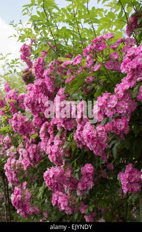 Rosa Mrs. F. W. Flight, Rambler Stockfoto