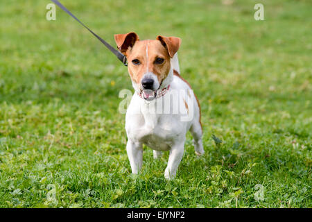 Jack Russell Hund an der Leine im Park ging als Stockfoto
