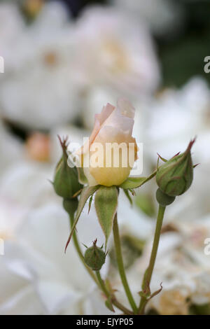 Rosa Penelope, Hybrid Musk rose Stockfoto