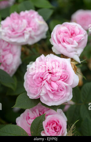 Rosa Koningin von Dänemark, Alba-rose Stockfoto