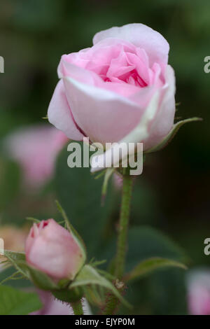 Rosa Koningin von Dänemark, Alba-rose Stockfoto