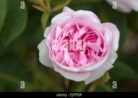 Rosa Koningin von Dänemark, Alba-rose Stockfoto