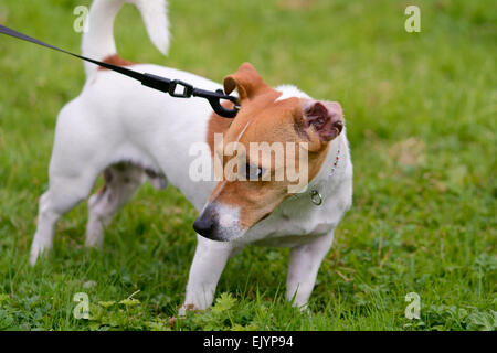 Jack Russell Hund an der Leine im Park ging als Stockfoto