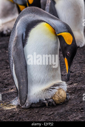 Ein Königspinguin mit Ei Stockfoto