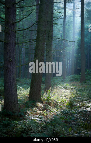 Sanfte Morgensonne im Wald im oberen Derwent Valley, Derbyshire. Stockfoto