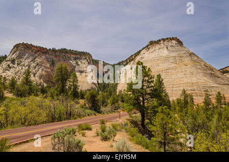 Straße durch den Zion National Park in Utah, mit der Checkerboard Mesa als Kulisse. Die Mesa liegt am östlichen Ende des Parks. Stockfoto