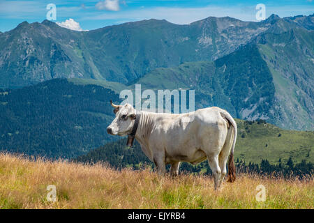 Blonde d ' Aquitaine Rinder Kuh Pyrenäen Stockfoto