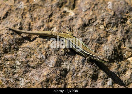 Lacerta agilis Sand Lizard Stockfoto