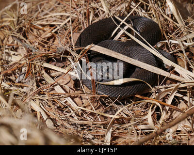 Gemeinsamen europäischen Addierer / Vipera Berus Stockfoto