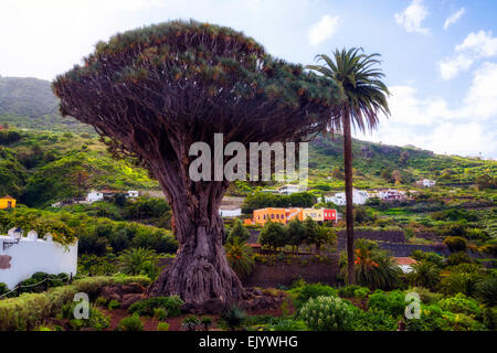 Drachenbaum, Icod de Los Vinos, Teneriffa, Kanaren, Spanien Stockfoto